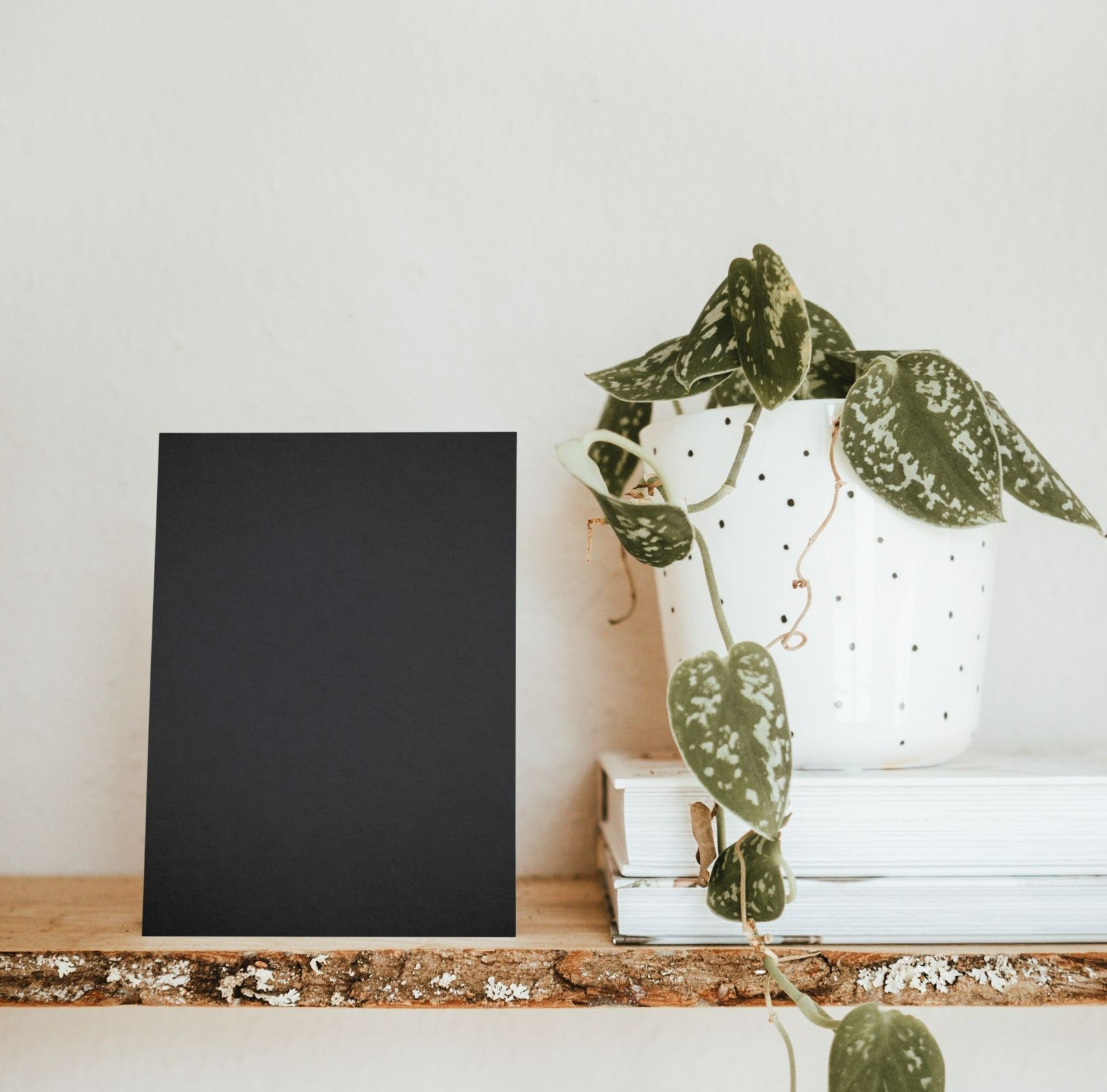 Nuancier échantillons de Noirs