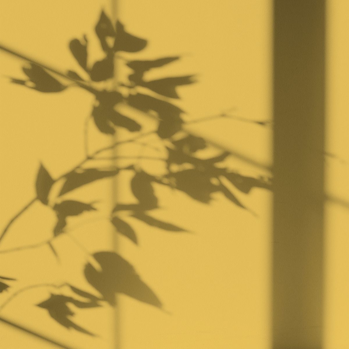 Algo Eco-Friendly Paint - Magnificent Yellow