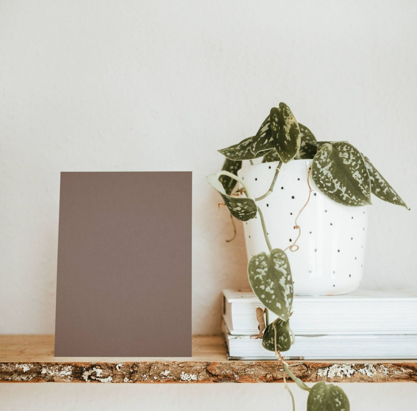 Mountain Bear Brown Color Chart Sample