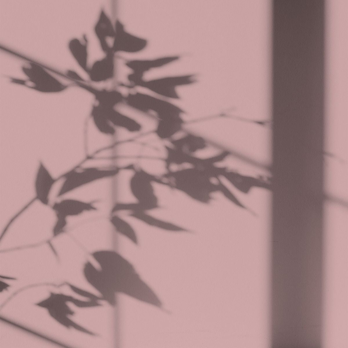 Algo Eco-Friendly Paint - Sweet Orchid Pink