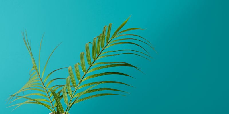 Une peinture végétale, qu'est-ce que c'est ?