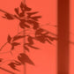 Peinture écologique Algo - Orange Koral