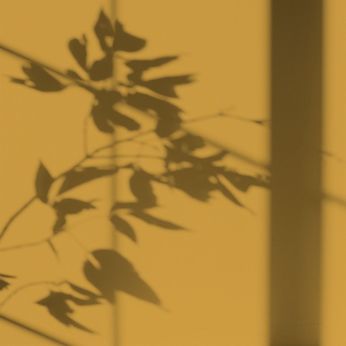 Peinture écologique Algo - Jaune Citron Ensoleillé
