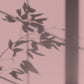 Peinture écologique Algo - Rose Orchidées Douces